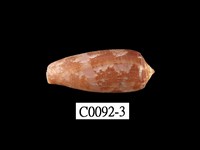 藏品(朦朧芋螺)的圖片